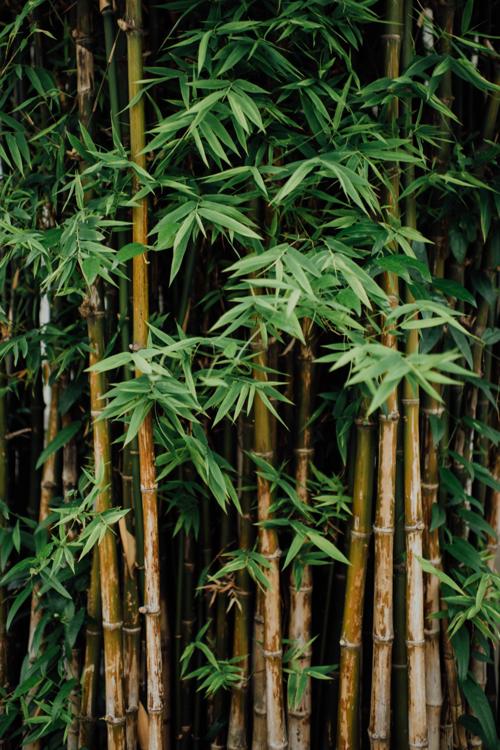 bamboo grove