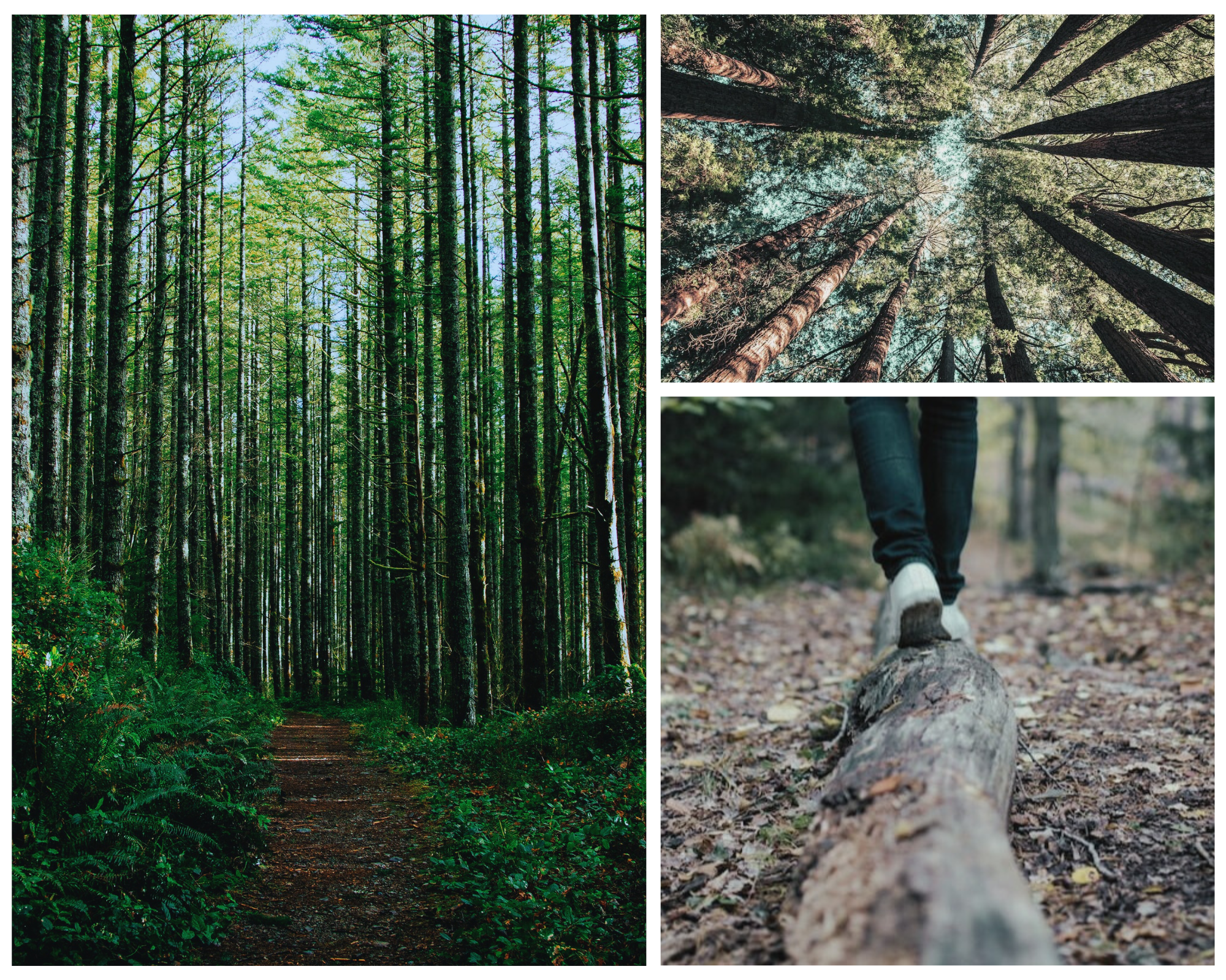 forest bathing photos