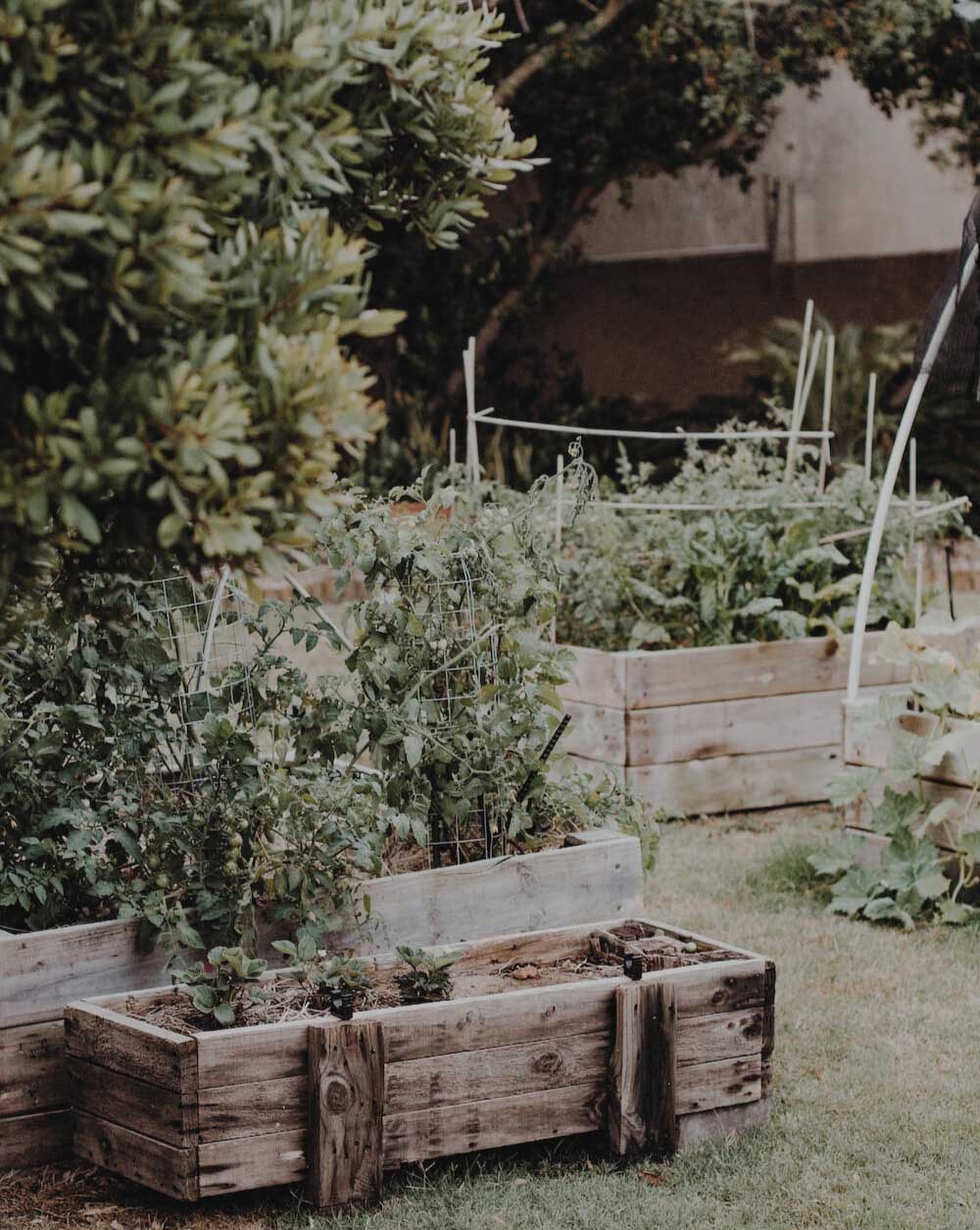 How to Start a Community Garden: Promote Sustainable Food Practices in Your Community