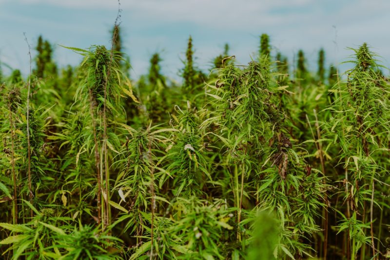 hemp field