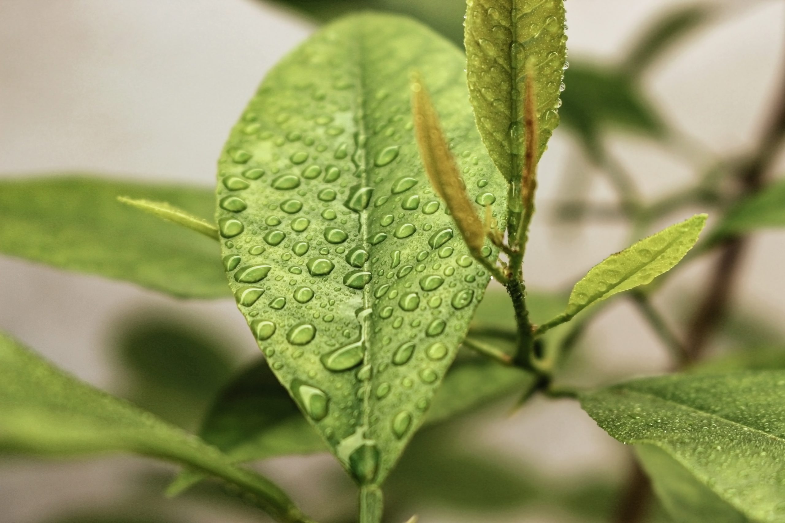 Leaves with water droplets